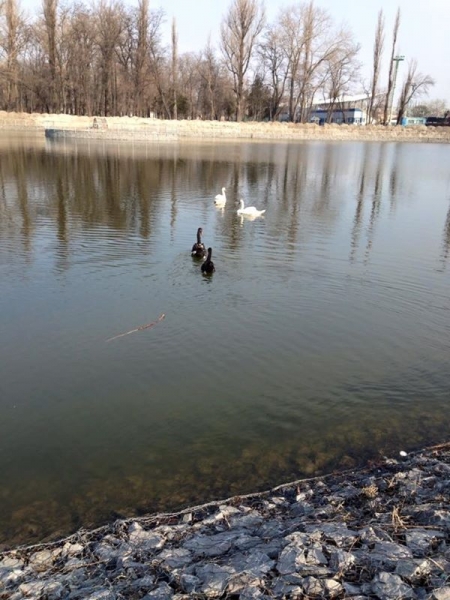 В кременчугский "Горсад" вернулись лебеди