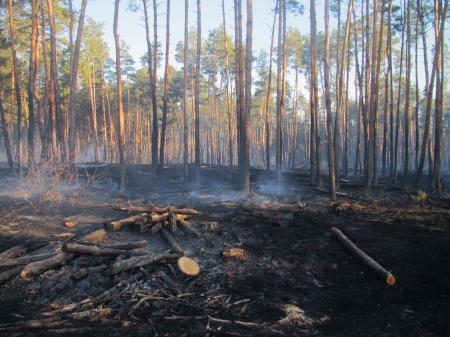 На Полтавщине от огня спасли 250 гектаров леса