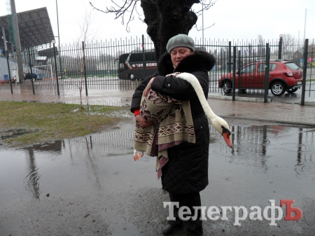 В Кременчуці в Міському саду з’явився шостий лебідь