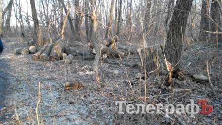 Браконьеры "замочили" новую партию деревьев в Кременчуге