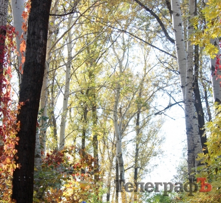 Браконьеры "замочили" новую партию деревьев в Кременчуге