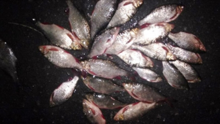 Кременчужанин наловил сеткой рыбы на 15 тысяч гривен