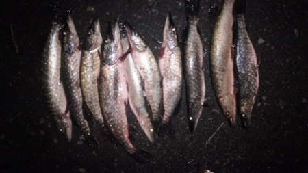 Кременчужанин наловил сеткой рыбы на 15 тысяч гривен