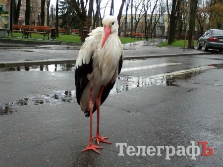 В Кременчуге аист Гриша опять в объективах фотокамер горожан