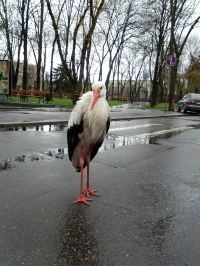 В Кременчуге аист Гриша опять в объективах фотокамер горожан