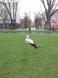В Кременчуге аист Гриша опять в объективах фотокамер горожан