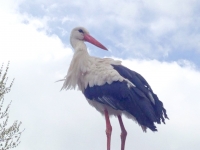 В Кременчуге аист Гриша опять в объективах фотокамер горожан