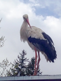 В Кременчуге аист Гриша опять в объективах фотокамер горожан