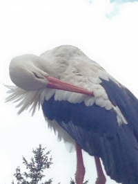 В Кременчуге аист Гриша опять в объективах фотокамер горожан