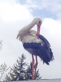 В Кременчуге аист Гриша опять в объективах фотокамер горожан