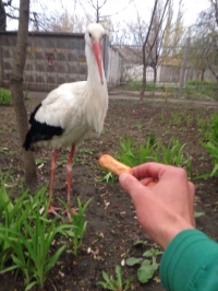 В Кременчуге аист Гриша опять в объективах фотокамер горожан