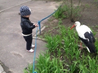 В Кременчуге аист Гриша опять в объективах фотокамер горожан