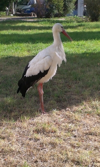 В Кременчуге аист Гриша опять в объективах фотокамер горожан