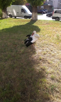 В Кременчуге аист Гриша опять в объективах фотокамер горожан