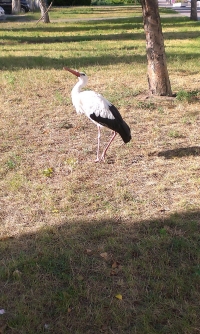 В Кременчуге аист Гриша опять в объективах фотокамер горожан