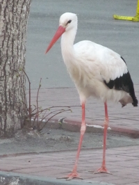 В Кременчуге аист Гриша опять в объективах фотокамер горожан