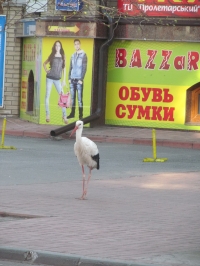 В Кременчуге аист Гриша опять в объективах фотокамер горожан