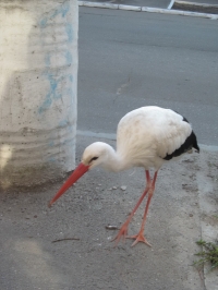 В Кременчуге аист Гриша опять в объективах фотокамер горожан