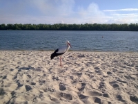 В Кременчуге аист Гриша опять в объективах фотокамер горожан