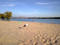 В Кременчуге аист Гриша опять в объективах фотокамер горожан