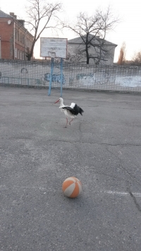 В Кременчуге аист Гриша опять в объективах фотокамер горожан