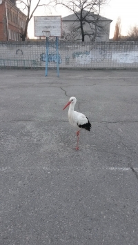 В Кременчуге аист Гриша опять в объективах фотокамер горожан