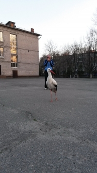 В Кременчуге аист Гриша опять в объективах фотокамер горожан