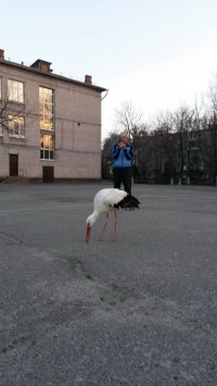 В Кременчуге аист Гриша опять в объективах фотокамер горожан