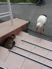 В Кременчуге аист Гриша опять в объективах фотокамер горожан