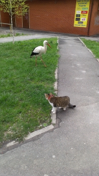 В Кременчуге аист Гриша опять в объективах фотокамер горожан