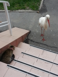 В Кременчуге аист Гриша опять в объективах фотокамер горожан