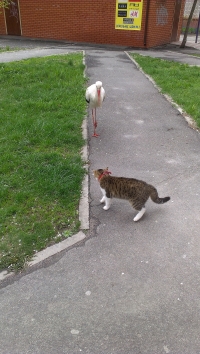 В Кременчуге аист Гриша опять в объективах фотокамер горожан