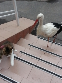 В Кременчуге аист Гриша опять в объективах фотокамер горожан