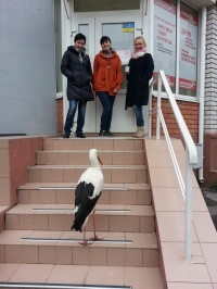 В Кременчуге аист Гриша опять в объективах фотокамер горожан