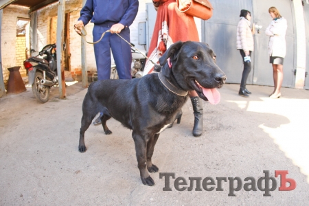 Эти собаки помогают кременчугским милиционерам ловить преступников