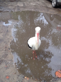 В Кременчуге аист Гриша опять в объективах фотокамер горожан