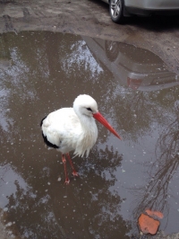 В Кременчуге аист Гриша опять в объективах фотокамер горожан