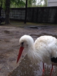 В Кременчуге аист Гриша опять в объективах фотокамер горожан