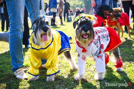 23 мая. Выставка собак
