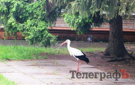 В Кременчугской школе №10 поселился аист Гриша В Кременчугской школе №10 поселился аист Гриша