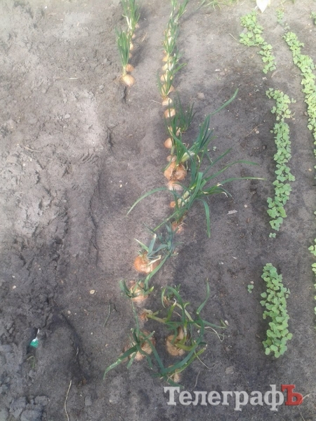 Фотофакт: кременчугские ракетчики вырастили на фронте лук Фотофакт: кременчугские ракетчики вырастили на фронте лук