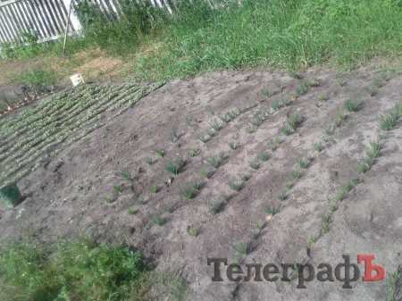 Фотофакт: кременчугские ракетчики вырастили на фронте лук