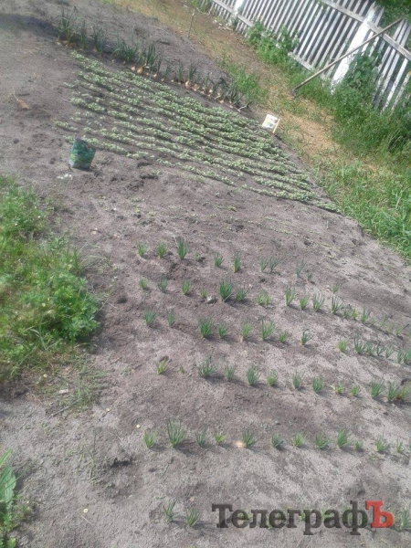 Фотофакт: кременчугские ракетчики вырастили на фронте лук