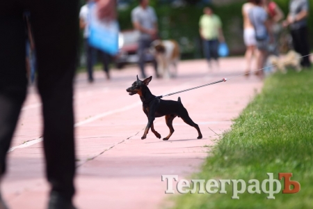 Відбулася Всеукраїнська виставка собак «Кременчуцька весна»