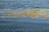 Рейд «Телеграфа» по пляжам города