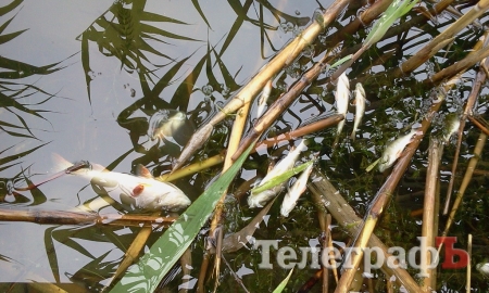 Комиссия не выявила замора рыбы в Сухом Кагамлыке