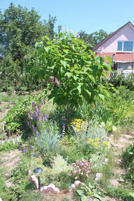 Маленький дендропарк на семи сотках