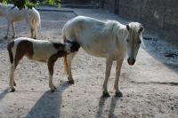 Путешествие с Юрием Глансковым: Одесса