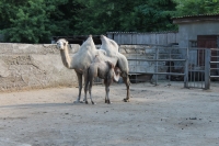 Путешествие с Юрием Глансковым: Одесса