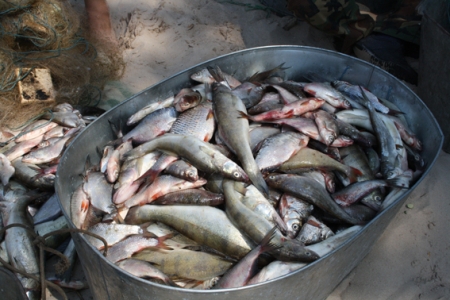 На Кременчуцькому водосховищі у браконьєрів вилучили 200 кілограм риби